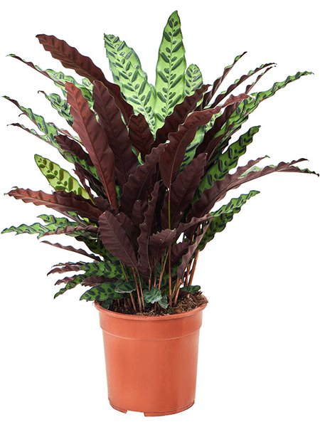 Calathea insignis, Busch, im 27cm Topf, H�he 80cm, Breite 65cm