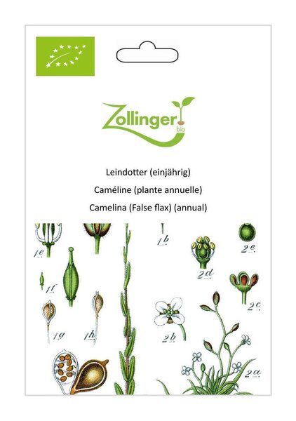 Leindotter (einj�hrig)