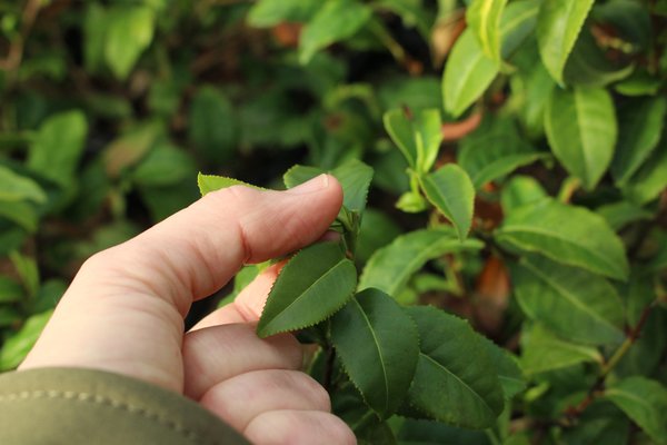 Pr&eacute;paration du th&eacute; Matcha, r&eacute;colte de Camellia sinensis, th&eacute; cam&eacute;lia, th&eacute; Matcha, th&eacute; vert