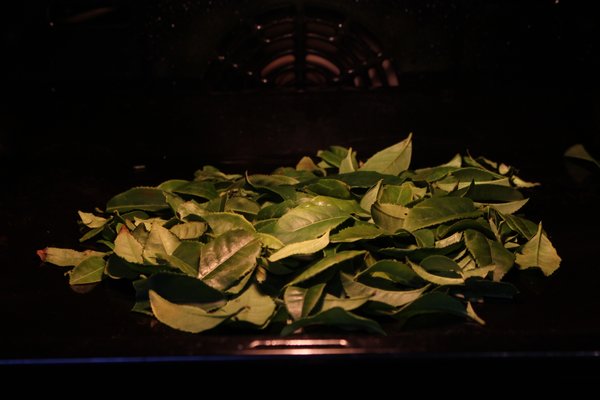 Pr&eacute;paration du th&eacute; Matcha, r&eacute;colte de Camellia sinensis, th&eacute; cam&eacute;lia, th&eacute; vert Matcha