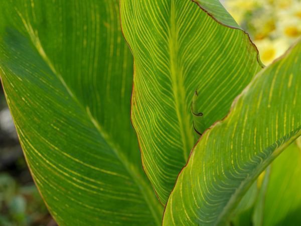 Planter des cannas