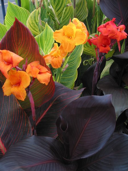Tropicanna Mix
