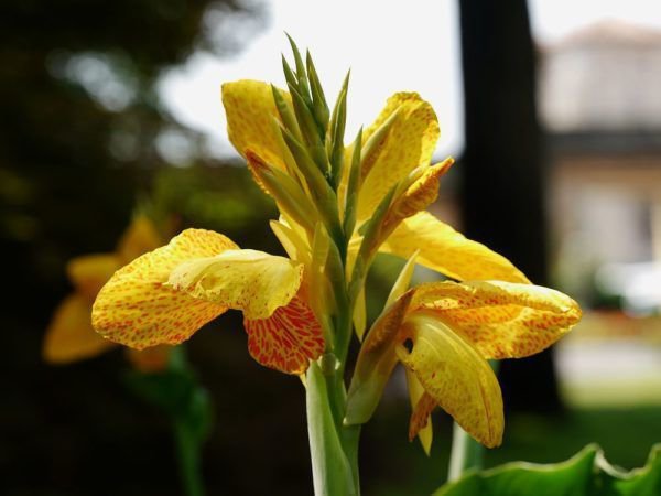 Les cannas