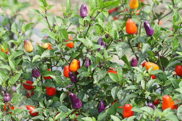 Piment, OpenSky, piment de plein air, Capsicum, SR_22007_012