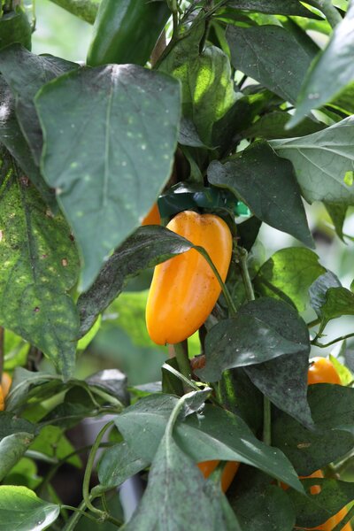 Paprika, gelbe Snackpaprika, OpenSky, Freilandpaprika, Capsicum, Yellow Snack_01