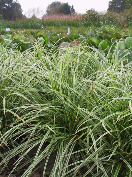 Carex morrowii 'Ice Dance'
