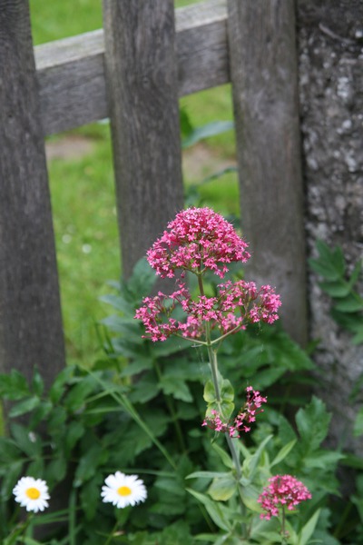 Centranthus ruber 'Coccineus'