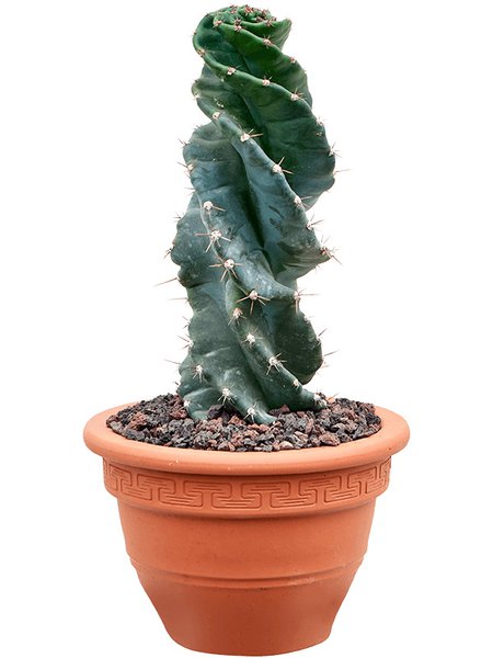 Cereus jamacaru var. 'Spiralis', im 20cm Topf, H�he 45cm, Breite 12cm