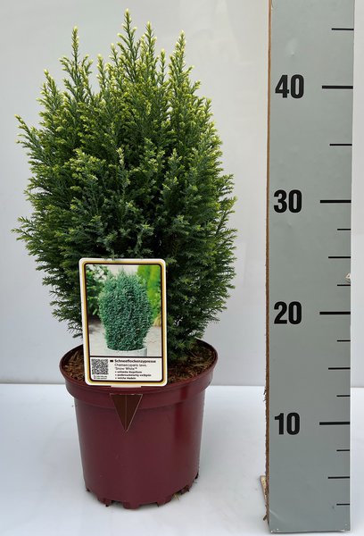 Scheinzypresse, Gartenzypresse 'Snow White'�
