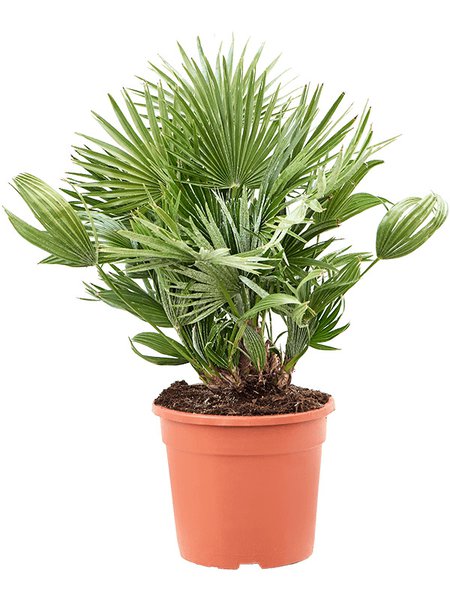 Chamaerops humilis 'Vulcano', Busch, im 27cm Topf, H�he 80cm, Breite 50cm