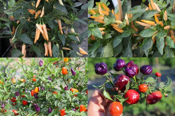 S&eacute;lection de piments, Capsicum annuum, Capsicum frutescens