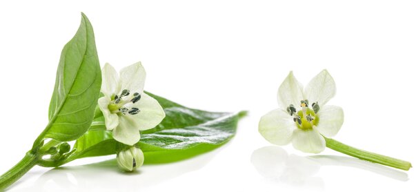 mon piment ne fleurit pas, Capsicum annuum, Capsicum frutescens
