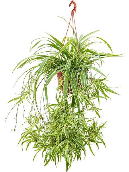 Chlorophytum comosum 'Ocean', Ampel, im 22cm Topf, H�he 60cm, Breite 65cm