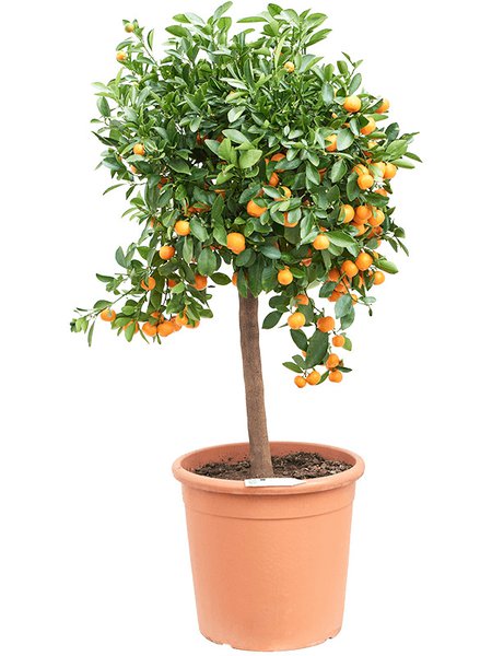 Citrus calamondin, Stamm, im 38cm Topf, H�he 160cm, Breite 65cm
