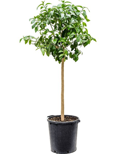 Citrus pompelmo 'Grapefruit', Stamm, im 38cm Topf, H�he 160cm, Breite 65cm