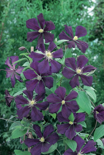 Clematis, Waldrebe 'Blue Belle'