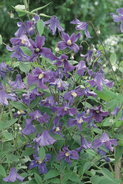 Waldrebe 'Hendersonii'