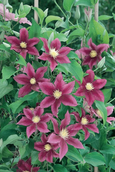 Clematis, Waldrebe 'Red Pearl'