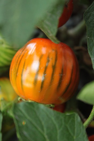 Aubergine Cookstown Orange