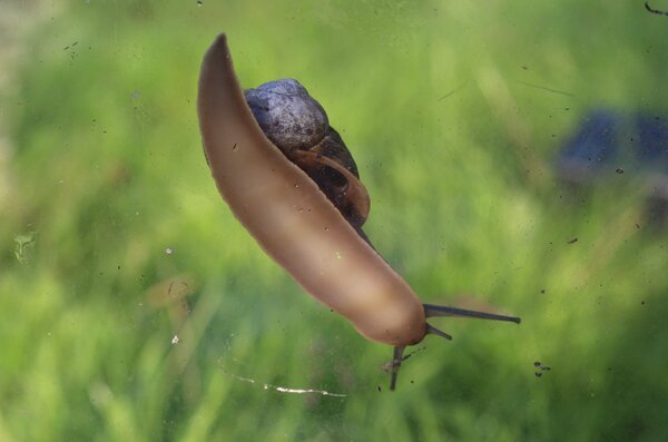 Escargots au jardin, escargots de Bourgogne