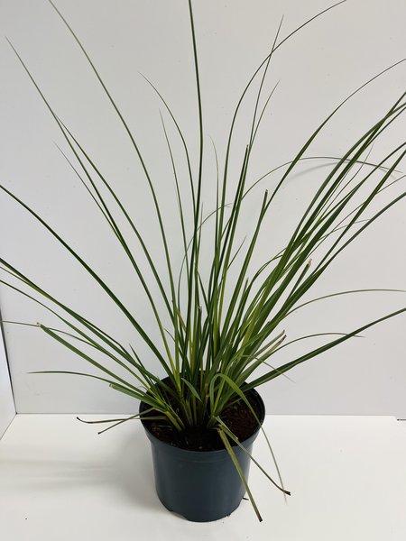 Kleines Pampasgras 'Pumila'