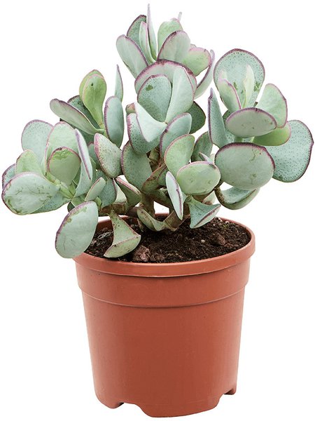 Cotyledon orbiculata, Verzweigt, im 21cm Topf, H�he 50cm, Breite 30cm