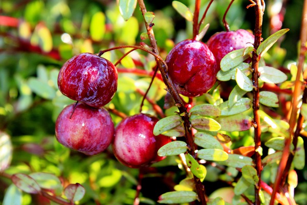 Super-aliment Myrtilliers Canneberge Red Balloon Lubera