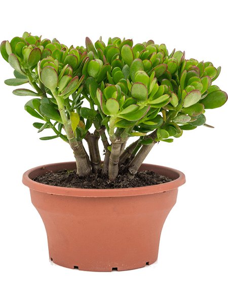 Crassula ovata, Busch, im 25cm Topf, H�he 30cm, Breite 30cm