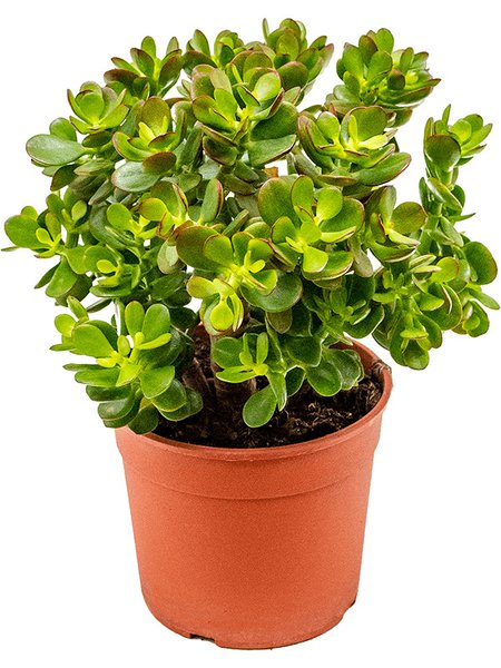 Crassula ovata 'Minor', im 17cm Topf, H�he 35cm, Breite 20cm