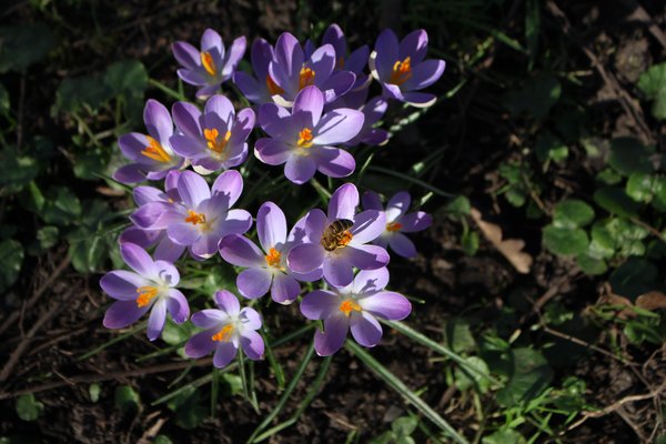 Plantes mellif&egrave;res, crocus avec abeille &agrave; miel d&eacute;but mars, crocus en fleur