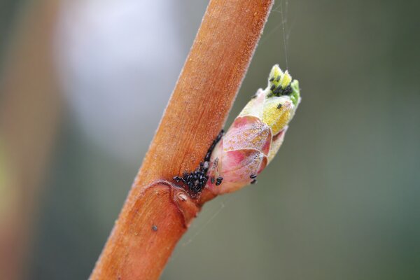 Puceron jaune du groseillier, puceron, Cryptomyzus ribis, &frac12;ufs sur les &eacute;cailles des bourgeons