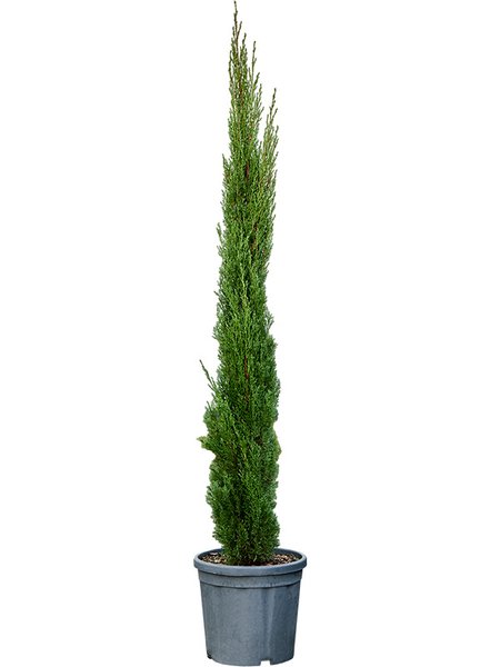 Cupressus sempervirens 'Totem', Piramide, im 30cm Topf, H�he 160cm, Breite 40cm