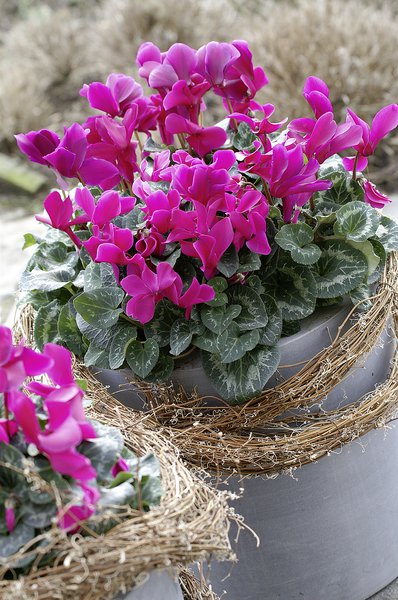 Alpenveilchen Pink, Cyclamen persicum