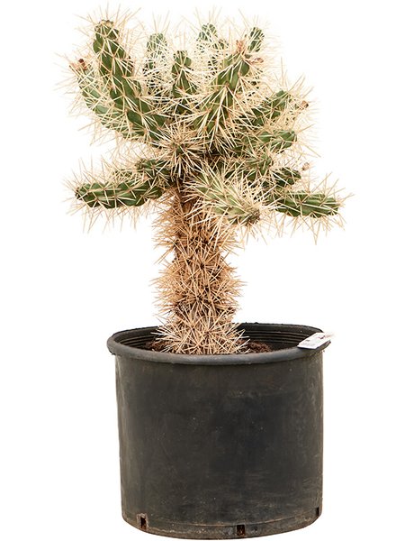 Cylindropuntia tunicata, Verzweigt, im 30cm Topf, H�he 70cm, Breite 70cm