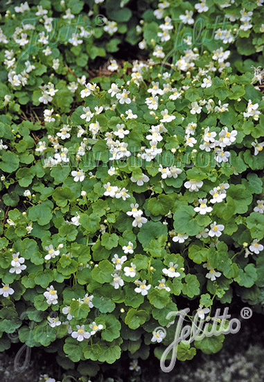 Cymbalaria pallida 'Albiflora'