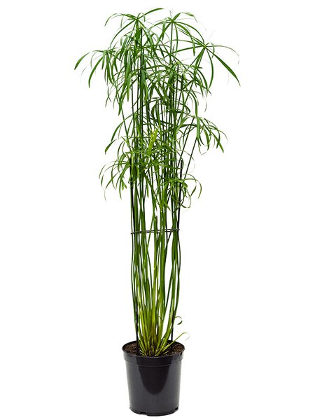 Cyperus alternifolius 'Glaber', Tuff, im 23cm Topf, H�he 130cm, Breite 60cm