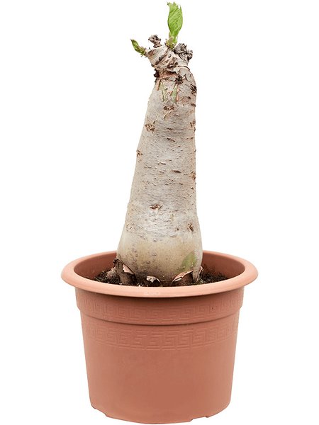Cyphostemma juttae, Stamm, im 25cm Topf, H�he 60cm, Breite 25cm