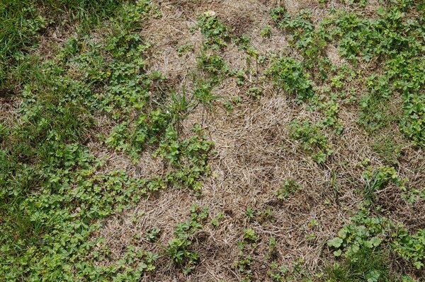 Pelouse, gazon domestique, d&eacute;g&acirc;ts de s&eacute;cheresse, s&eacute;cheresse
