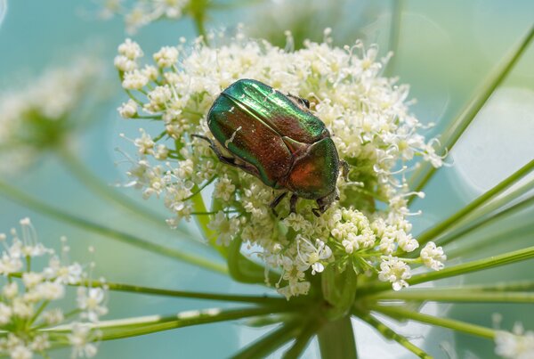 C&eacute;toine dor&eacute;e, Cetonia aurata, Adulte