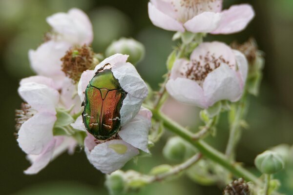 C&eacute;toine dor&eacute;e, Cetonia aurata, Adulte