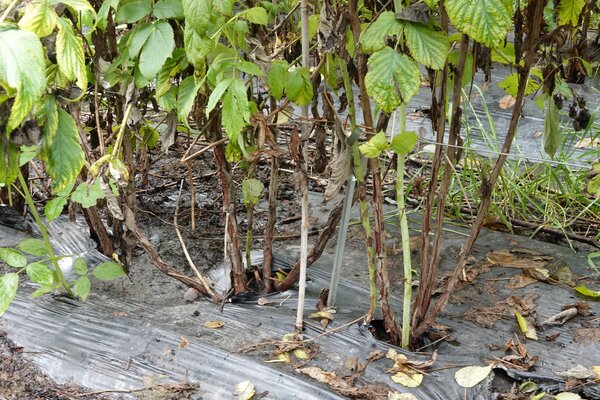 tailler les framboisiers remontants, Rubus idaeus