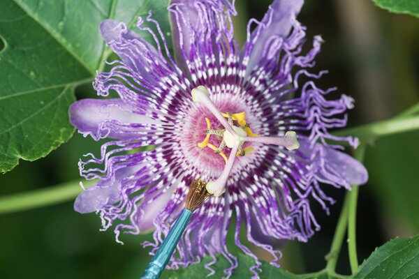 Passiflora incarnata, fruit de la passion r&eacute;sistant au froid, pollinisation manuelle