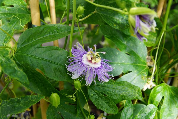 Passiflora incarnata, passiflore r&eacute;sistante au froid, Cooltropics, fleur pr&eacute;-m&acirc;le