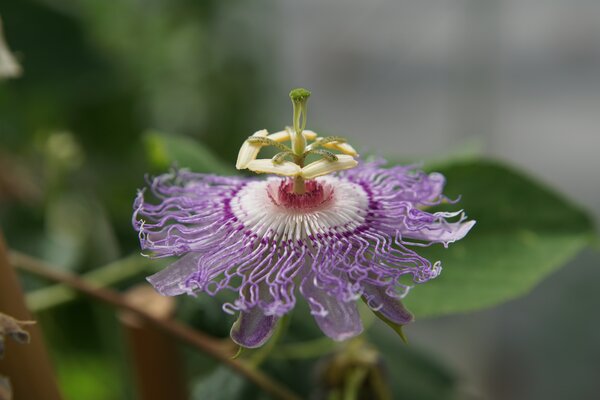 Passiflora incarnata, passiflore r&eacute;sistante au froid, Cooltropics, fleur m&acirc;le