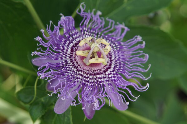 Passiflora incarnata, passiflore r&eacute;sistante au froid, Cooltropics, fleur femelle