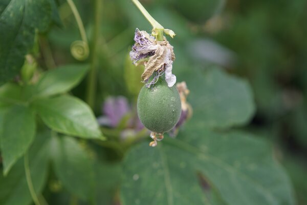 Passiflora incarnata, fruit de la passion r&eacute;sistant au froid, Cooltropics, nouaison