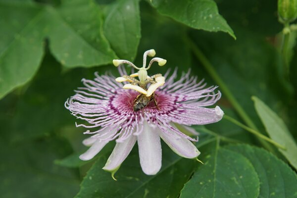 Passiflora incarnata, fruit de la passion r&eacute;sistant au froid, Cooltropics, abeille mellif&egrave;re