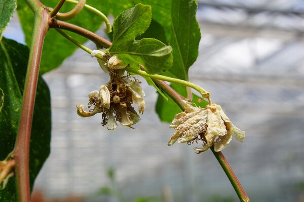Passiflora incarnata, fruit de la passion r&eacute;sistant au froid, Cooltropics, non f&eacute;cond&eacute;