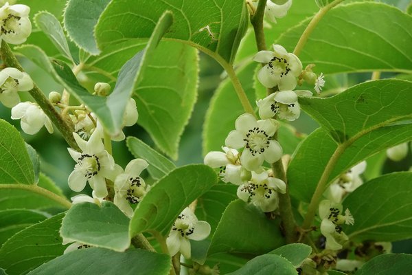 Kiwa&iuml;, <i>Actinidia arguta</i>, Lubera