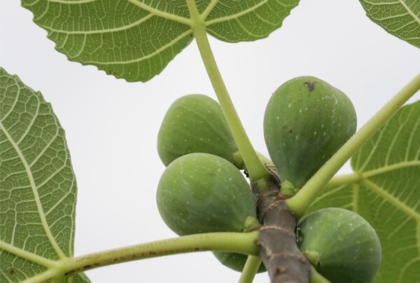 Les figues ne m&ucirc;rissent pas